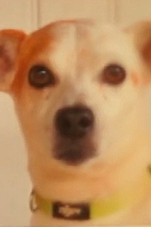 Toby portrait