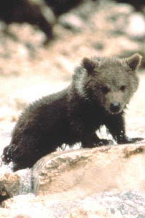 Douce the Bear portrait