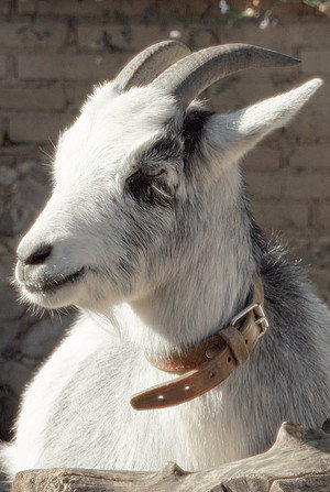 Melvin portrait