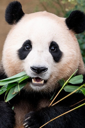 Fu Bao portrait