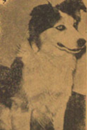 Tuffy portrait