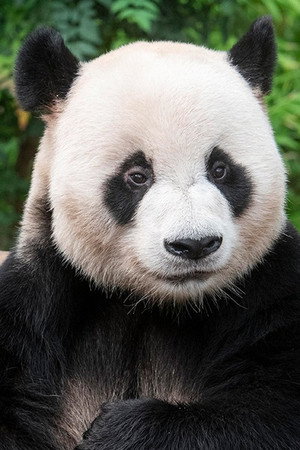 Le Bao portrait