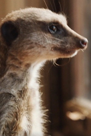 Elvis the Meerkat portrait