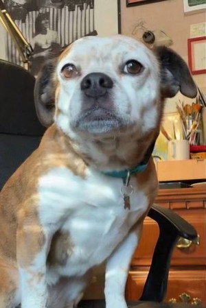 Dorothy the Dog portrait