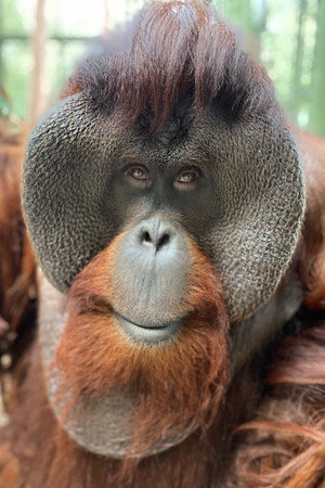 Sam the Orangutan portrait