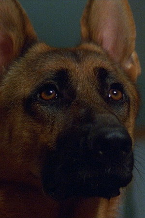 Primo the Dog portrait