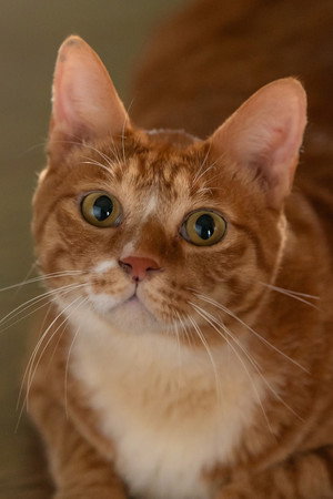 Geumdong-i portrait