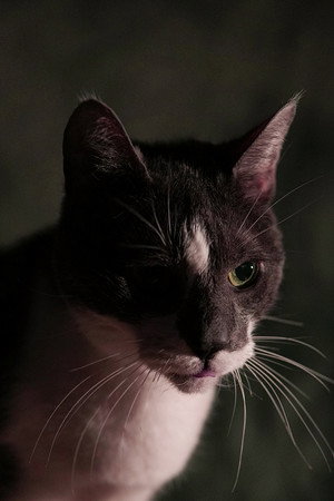 Kitty portrait