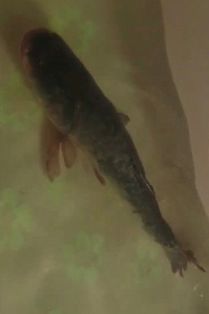 Carp portrait