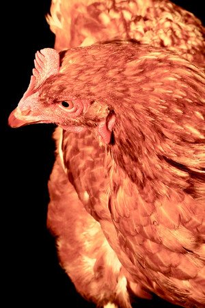 The Chicken portrait