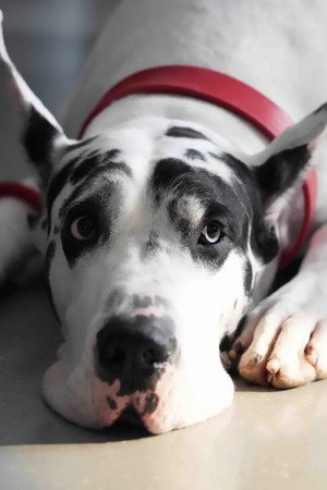 Bing portrait