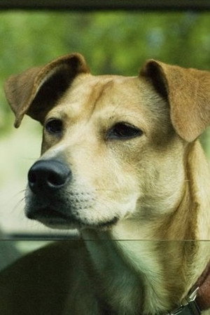 Lucy the Dog portrait