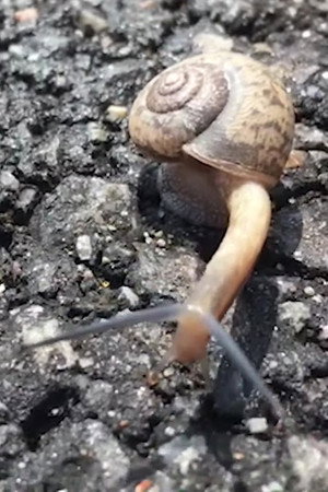 Snail portrait