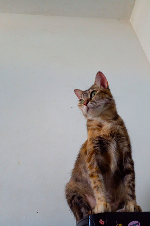 Síndrome portrait