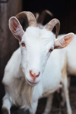 Patricia portrait
