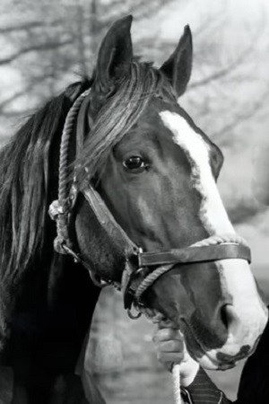 Champion Jr. portrait