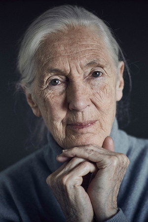 Jane Goodall portrait
