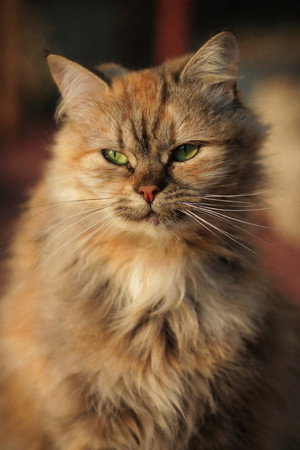 Alu portrait