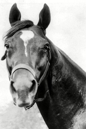 Man o' War portrait