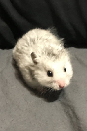 Sirius the Grey portrait