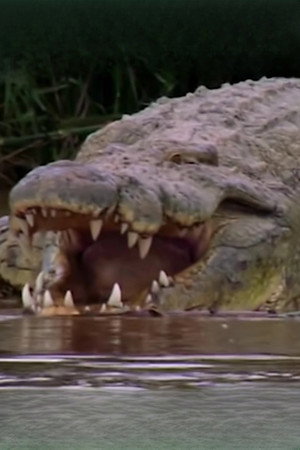 Gustave the Crocodile portrait