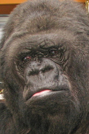 Koko portrait