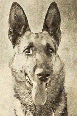 Thunder the Dog portrait