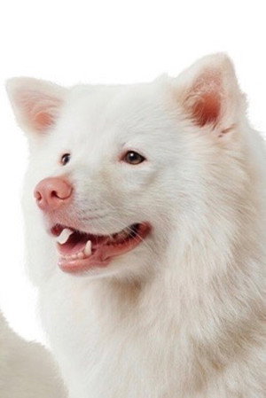 Meechok portrait