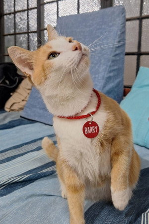 Barry portrait
