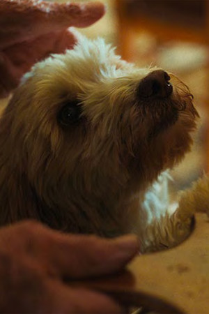 Birba portrait
