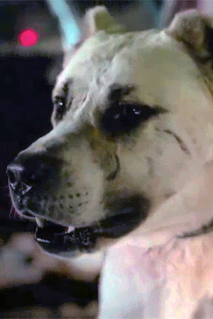 Çakır portrait