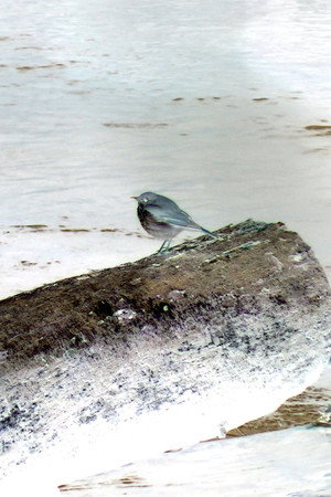 Hermit Thrush portrait
