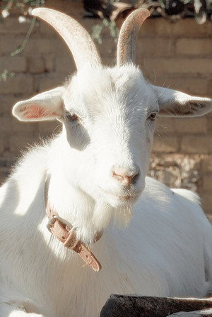 Salma portrait