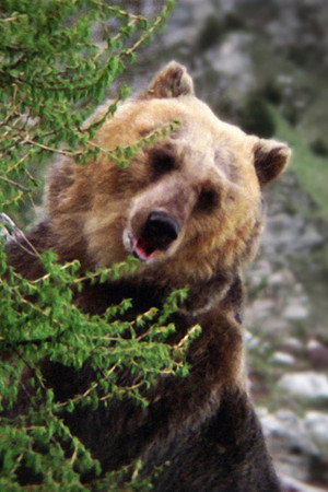 Bozo the Bear portrait