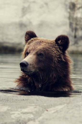 Seul au milieu des ours movie poster