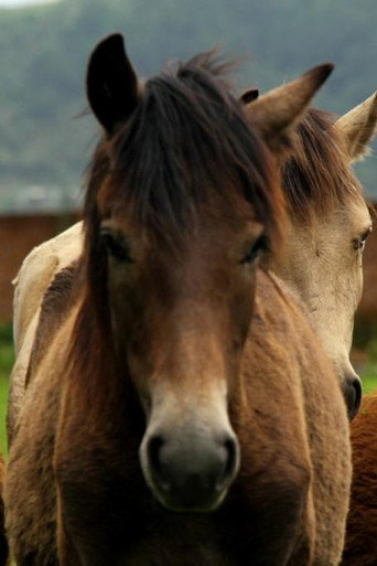 Manipuri Pony movie poster