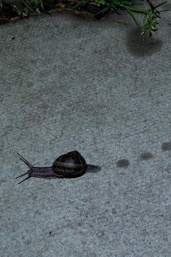 Toad Dance movie poster