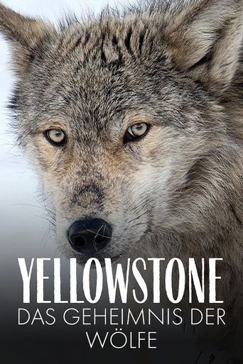 Yellowstone: The Mystery of the Wolves movie poster