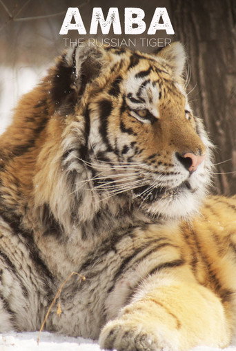 Amba: The Russian Tiger movie poster