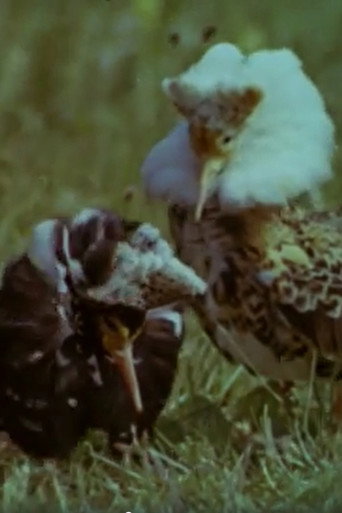 Ruffs movie poster