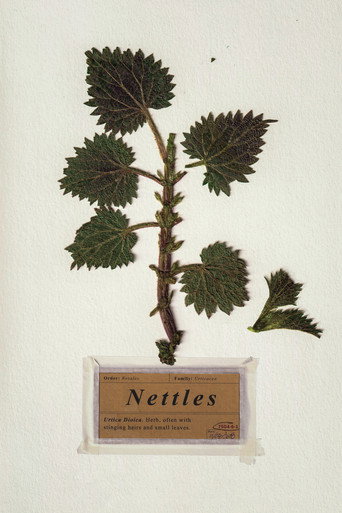 Nettles movie poster