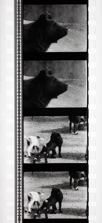 Tant qu'il y aura des bêtes movie poster