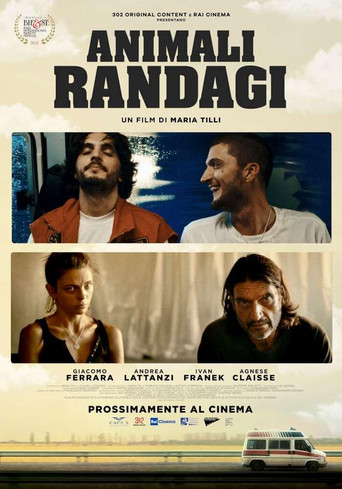 Animali randagi movie poster