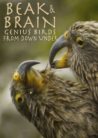 Beak & Brain - Genius Birds from Down Under movie poster