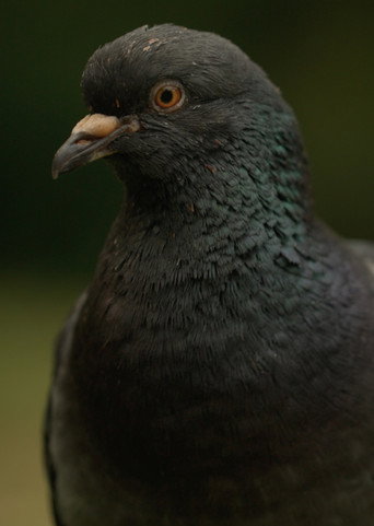 Deformed Pigeon Feet movie poster