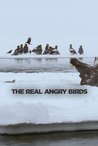 The Real Angry Birds movie poster