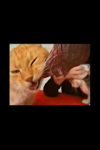 Voracious Cats movie poster