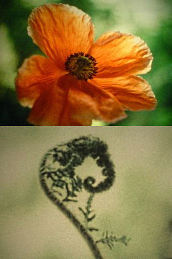 Tulipan movie poster