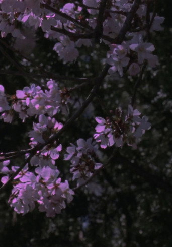 Spring Songs movie poster