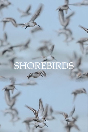 Shorebirds movie poster